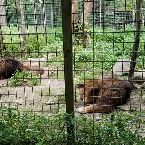 Claws N Paws - Lions