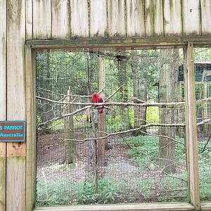 Claws N Paws - Eclectus Parrot