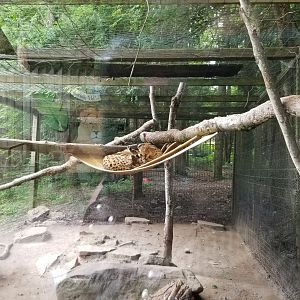 Claws N Paws - Servals