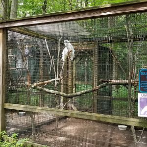 Claws N Paws - Sulphur crested cockatoo, umbrella cockatoo