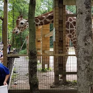 Claws N Paws - Giraffe being fed