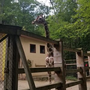 Claws N Paws - Giraffe