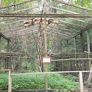 Claws N Paws - "Vultures" (male King)