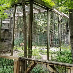 Claws N Paws - Tiger from right