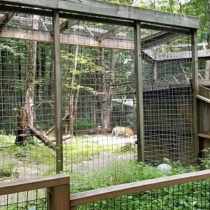 Claws N Paws - Tiger from left