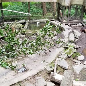 Claws N Paws - Beavers