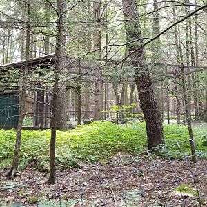 Claws N Paws - side of New Guinea Singing Dogs
