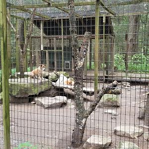 Claws N Paws - Singing Dogs