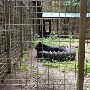 Claws N Paws - Black bear