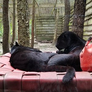 Claws N Paws - Black jaguars