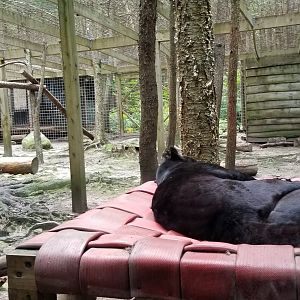 Claws N Paws - Jaguar exhibit