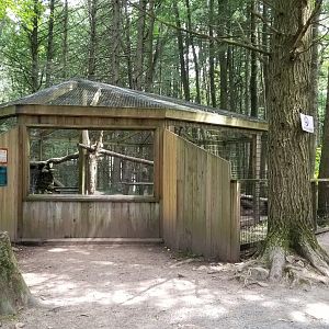 Claws N Paws - Red Fox exhibit