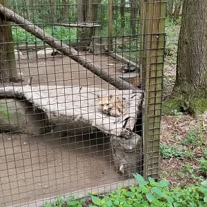 Claws N Paws - Red foxes (one silver)