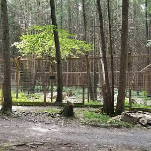 Claws N Paws - Wolves