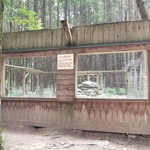 Claws N Paws - Wolf glass viewing