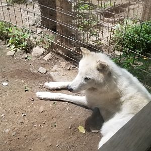 Claws N Paws - Wolf with damaged ear