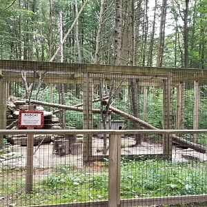 Claws N Paws - Bobcat