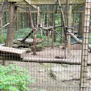 Claws N Paws - Canadian Lynx