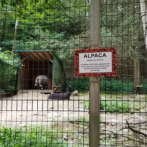 Claws N Paws - Alpacas