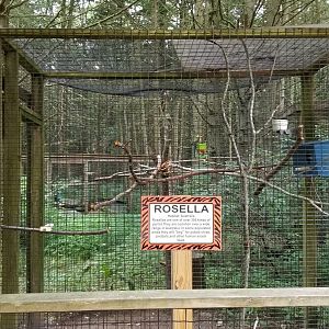 Claws N Paws - Rosellas