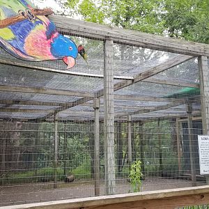 Claws N Paws - "Lory Parrot" walkthrough