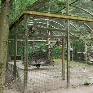 Claws N Paws - Peafowl