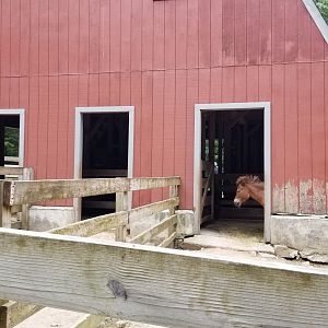 Claws N Paws - Barn, pony
