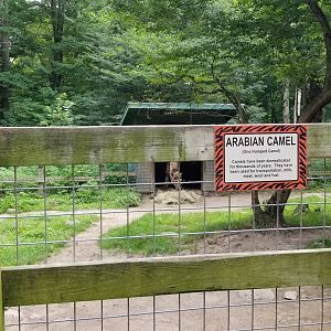 Claws N Paws - Dromedary camel