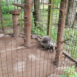Claws N Paws - NA porcupine