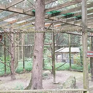 Claws N Paws - Red-tailed Hawk