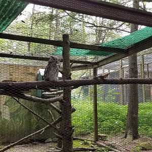 Claws N Paws - Great Horned Owl