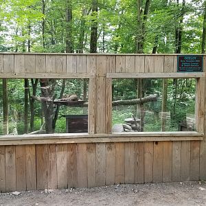 Claws N Paws - Ocelot