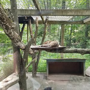 Claws N Paws - Ocelot