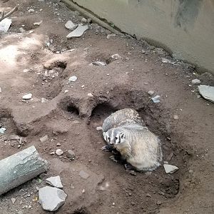 Claws N Paws - Badgers