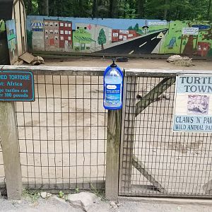 Claws N Paws - Turtle Town