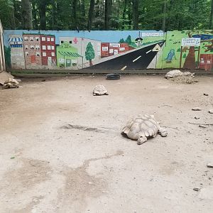 Claws N Paws - Spur-thighed tortoise