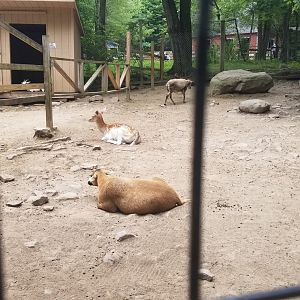 Claws N Paws - Goats, sheep, fallow deer