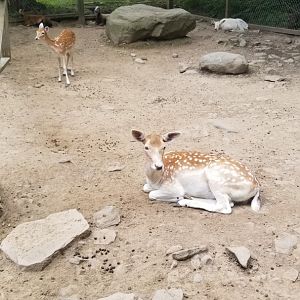 Claws N Paws - Fallow deer