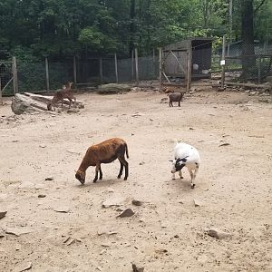 Claws N Paws - Goat and fallow deer feeding area