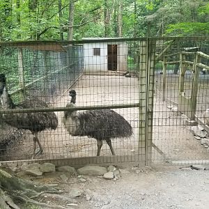 Claws N Paws - Emus