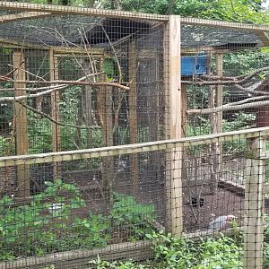 Claws N Paws - Amazon parrots