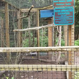 Claws N Paws - Rose-breasted Cockatoo, Indian Ringneck (blue)
