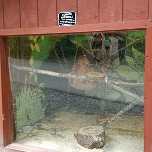 Claws N Paws - Common marmoset