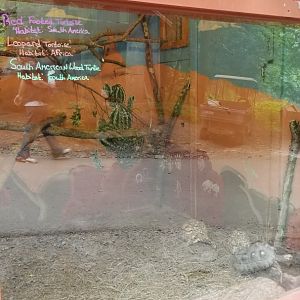 Claws N Paws - Red footed tortoise, Leopard tortoise, South American wood turtle