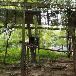 Claws N Paws - "Gibbon", species ID?