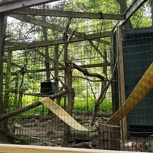 Claws N Paws - Binturong exhibit