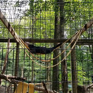 Claws N Paws - Binturong gymnastics