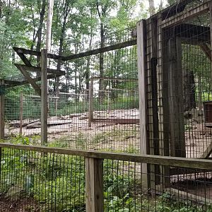 Claws N Paws - Jackals (black backed? didn't see)