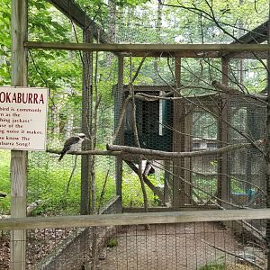 Claws N Paws - Kookaburra