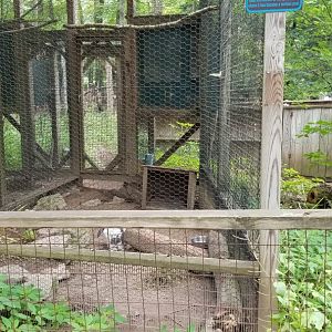 Claws N Paws - Rabbit (domestic lop)